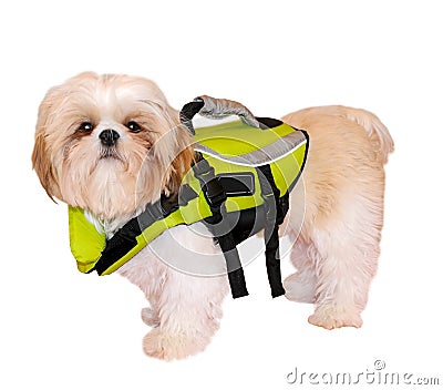 Shih Tzu Puppy In A Life Jacket Stock Photo