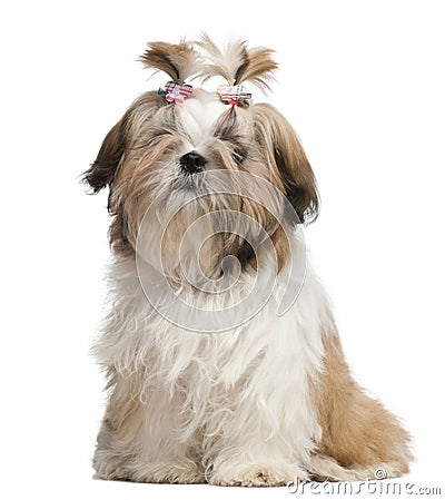 Shih Tzu puppy, 5 months old Stock Photo