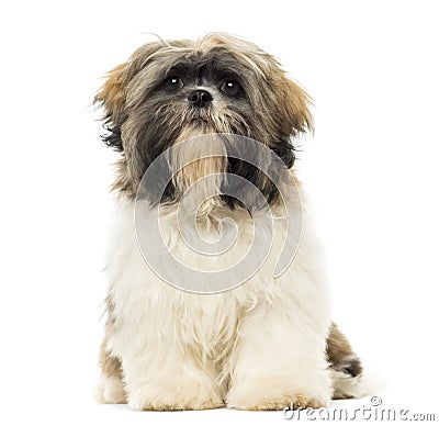 Shih Tzu puppy sitting, facing, isolated Stock Photo