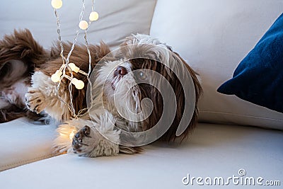 Shih tzu relaxing on the sofa and curious with small lamps on Stock Photo