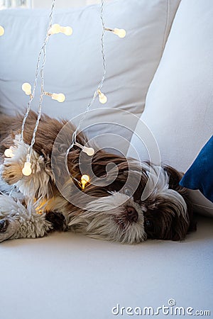 Shih tzu relaxing on the sofa and playing with her paw on a small lit lamp_vertical Stock Photo