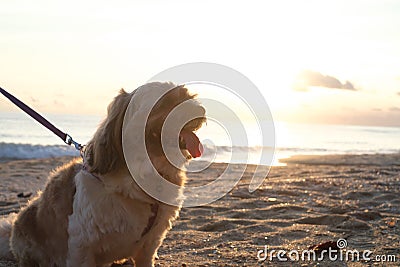 Shih Tzu dog enjoy to travel in nature outdoor Stock Photo