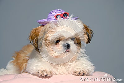 Shih Tzu Vacation Attire Stock Photo