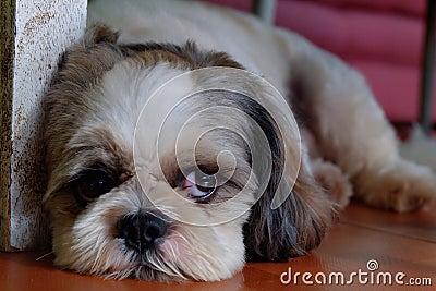 Shihtzu Dog Stock Photo