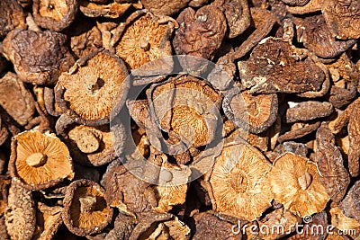 Shiitake mushroom Stock Photo
