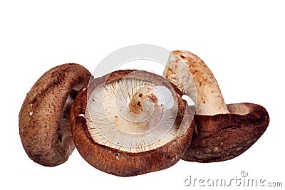 Shiitake mushroom isolated Stock Photo