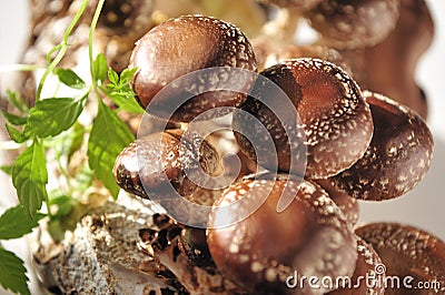 Shiitake mushroom and jiaogulan leaves. Stock Photo