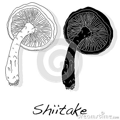 Shiitake mushroom vector illustration Vector Illustration
