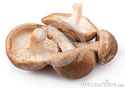 Shiitake mushrooms on the white background. Stock Photo