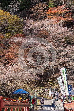 Shikizakura blossom in Autumn Editorial Stock Photo