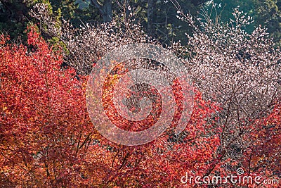 Shikizakura blossom in Autumn Stock Photo