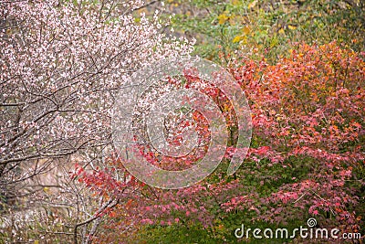 Shikizakura blossom in Autumn Stock Photo