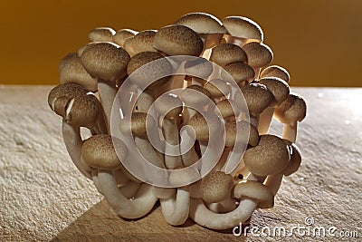 Shimeji, japonese mushroom Stock Photo