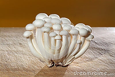 Shimeji, japonese mushroom Stock Photo