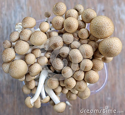 Shimeji mushrooms Stock Photo