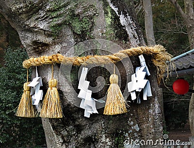 Shimenawa around tree, Himure Hachiman Shrine, Omi-Hachiman, Stock Photo