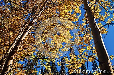 Shimmering Aspens Stock Photo