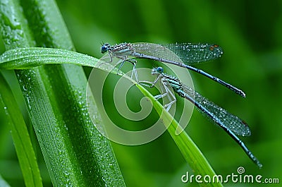 Shimmering dragonflies Stock Photo