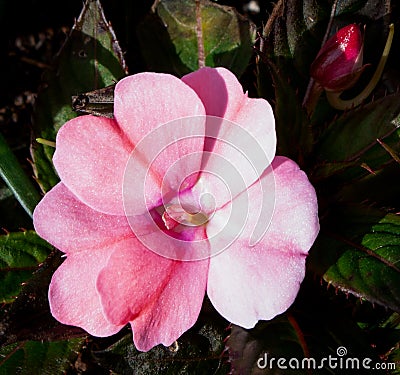 Shimmering pink impatiens flower closeup Stock Photo