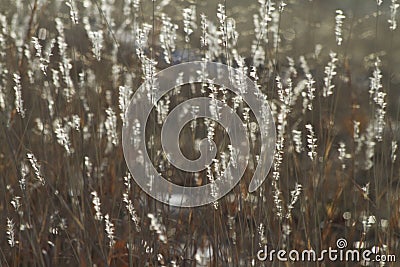 Shimmering Prairie Grass Plumes Stock Photo