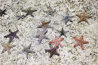 Shimmering starfishes in the sea Stock Photo