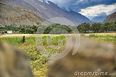 In Shimshal village, children play among the houses and the small and insufficient wheat crops grown among the houses Editorial Stock Photo