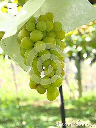 Shine Muscat Grape hanging from grapevine trellis Stock Photo