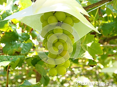 Shine Muscat Grape hanging from grapevine trellis Stock Photo