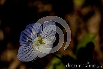 Shiney blue flower in spring Stock Photo