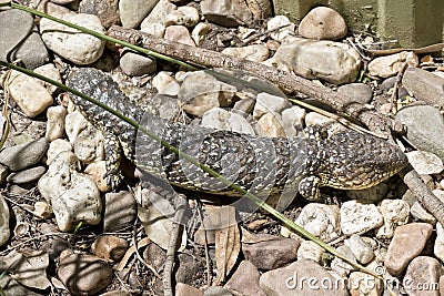Shingle back or stumpy tail lizard Stock Photo