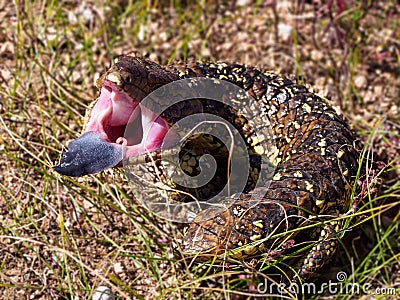 Shingleback lizard mouth wide open showing off the blue tongue Stock Photo