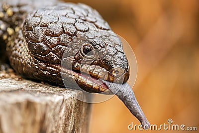 Shingleback also known as Tiliqua rugosa Stock Photo