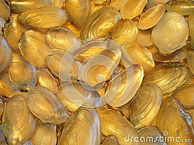 Shining empty shells pattern Stock Photo