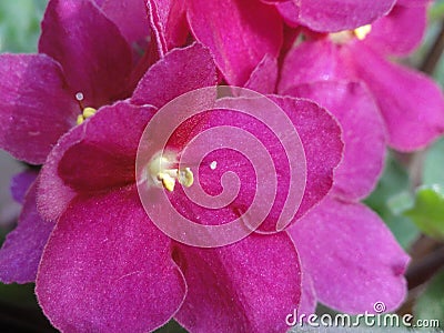 Shining flowers Saintpaulia African Violet Flowers purple pink fuchsia Stock Photo