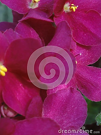 Shining flowers Saintpaulia African Violet Flowers purple pink fuchsia Stock Photo