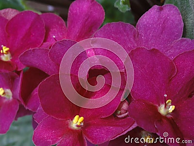 Shining flowers Saintpaulia African Violet Flowers purple pink fuchsia Stock Photo