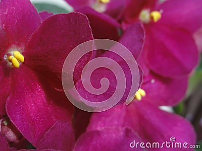 Shining flowers Saintpaulia African Violet Flowers purple pink fuchsia Stock Photo