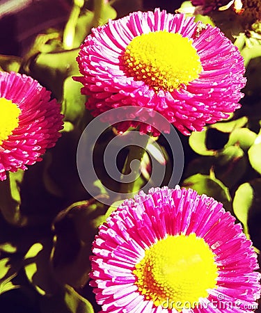 Shining flowers in in sunlight at summer`s season Stock Photo