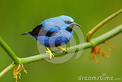 Shining Honeycreeper, Cyanerpes lucidus, exotic tropic blue tanager with yellow leg, Costa Rica. Blue songbird in the nature habit Stock Photo