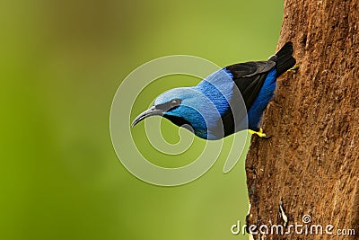 Shining Honeycreeper - Cyanerpes lucidus small bird in the tanager family. In the tropical New World in Central America from Stock Photo