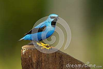 Shining Honeycreeper - Cyanerpes lucidus small bird in the tanager family. In the tropical New World in Central America from Stock Photo