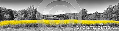 Shining yellow oilseed rape fields Stock Photo