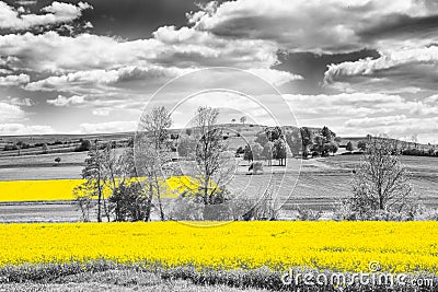 Shining yellow oilseed rape fields Stock Photo