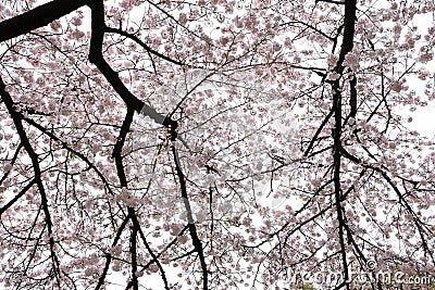 Shinjuku Gyoen National Garden with spring cherry blossom (sakura) in Shinjuku Stock Photo