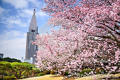 Shinjuku Gyoen Park in the Springtime Stock Photo