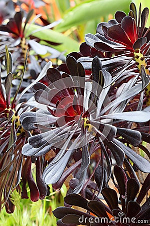 Spring Bloom Series - Stunning Black Leaves on Aeonium Zwartkop Stock Photo