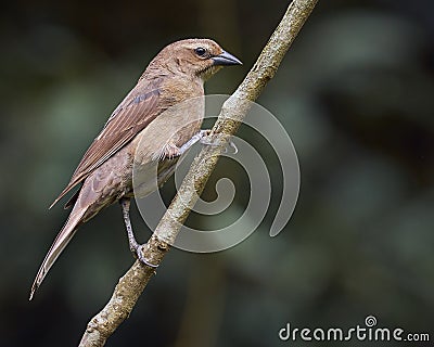 Shiny Cowbird perched on a tree branch Stock Photo