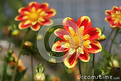 Shiny Dahlia Flowers Stock Photo