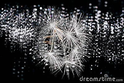 Shiny Dandelion Seed on Abstract Bokeh Background Stock Photo