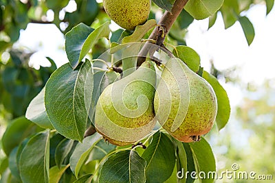 Shiny delicious pears hanging from a tree branch in the orchard Stock Photo